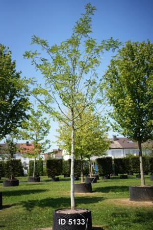 Christoph-Ulmer-Baumschulen-Weilheim-Teck-5133-Sophora-japonica-Regent-Schnurbaum-Hochstamm