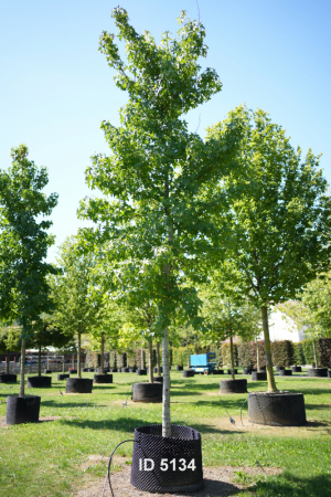 Christoph-Ulmer-Baumschulen-Weilheim-Teck-5134-Liquidamber-styraciflua-Hochstamm-Amberbaum