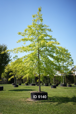 Christoph-Ulmer-Baumschulen-Weilheim-Teck-5140-Quercus-palustris-Hochstamm-Sumpfeiche