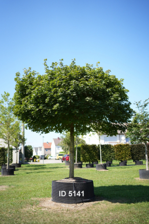 Christoph-Ulmer-Baumschulen-Weilheim-Teck-5141-Acer-platanoides-Globosum-Hochstamm-Spitzahorn