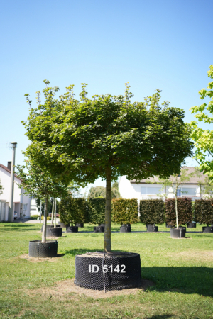 Christoph-Ulmer-Baumschulen-Weilheim-Teck-5142-Acer-platanoides-Globosum-Hochstamm-Spitzahorn