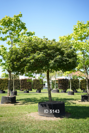 Christoph-Ulmer-Baumschulen-Weilheim-Teck-5143-Acer-platanoides-Globosum-Hochstamm-Spitzahorn