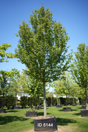Christoph-Ulmer-Baumschulen-Weilheim-Teck-5144-Carpinus-betulus-Frans-Fontaine-Hochstamm-Hainbuche