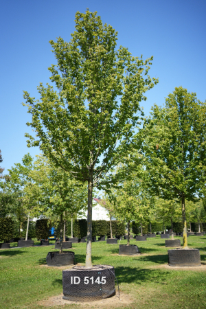 Christoph-Ulmer-Baumschulen-Weilheim-Teck-5145-Carpinus-betulus-Frans-Fontaine-Hochstamm-Hainbuche