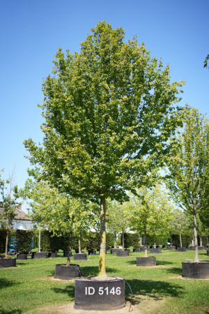 Christoph-Ulmer-Baumschulen-Weilheim-Teck-5146-Carpinus-betulus-Frans-Fontaine-Hochstamm-Hainbuche
