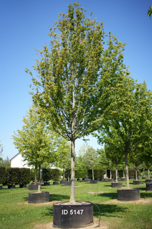 Christoph-Ulmer-Baumschulen-Weilheim-Teck-5147-Carpinus-betulus-Frans-Fontaine-Hochstamm-Hainbuche