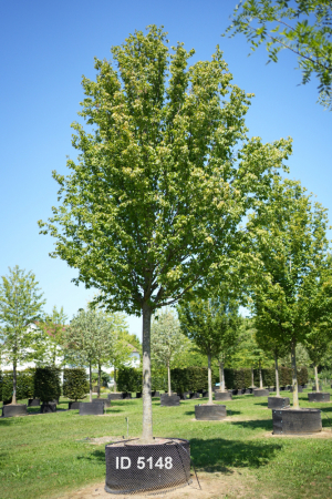 Christoph-Ulmer-Baumschulen-Weilheim-Teck-5148-Carpinus-betulus-Frans-Fontaine-Hochstamm-Hainbuche