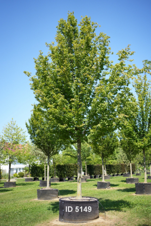 Christoph-Ulmer-Baumschulen-Weilheim-Teck-5149-Carpinus-betulus-Frans-Fontaine-Hochstamm-Hainbuche