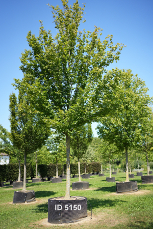 Christoph-Ulmer-Baumschulen-Weilheim-Teck-5150-Carpinus-betulus-Frans-Fontaine-Hochstamm-Hainbuche