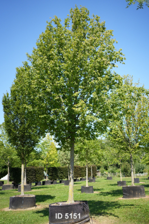 Christoph-Ulmer-Baumschulen-Weilheim-Teck-5151-Carpinus-betulus-Frans-Fontaine-Hochstamm-Hainbuche
