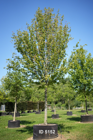 Christoph-Ulmer-Baumschulen-Weilheim-Teck-5152-Carpinus-betulus-Frans-Fontaine-Hochstamm-Hainbuche