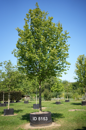 Christoph-Ulmer-Baumschulen-Weilheim-Teck-5153-Carpinus-betulus-Frans-Fontaine-Hochstamm-Hainbuche