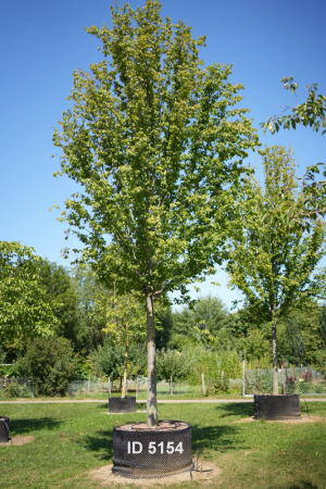 Christoph-Ulmer-Baumschulen-Weilheim-Teck-5154-Carpinus-betulus-Frans-Fontaine-Hochstamm-Hainbuche