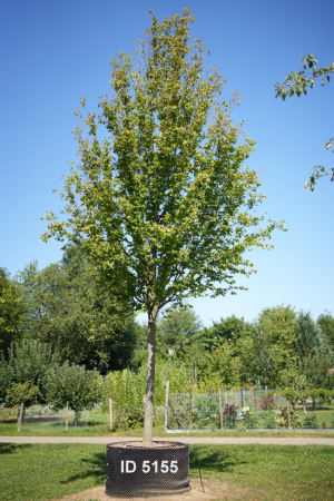 Christoph-Ulmer-Baumschulen-Weilheim-Teck-5155-Carpinus-betulus-Frans-Fontaine-Hochstamm-Hainbuche
