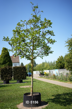 Christoph-Ulmer-Baumschulen-Weilheim-Teck-5156-Juglans-regia-Nussbaum-Hochstamm