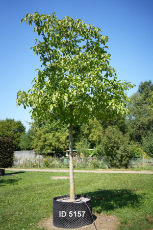 Christoph-Ulmer-Baumschulen-Weilheim-Teck-5157-Juglans-regia-Nussbaum-Hochstamm