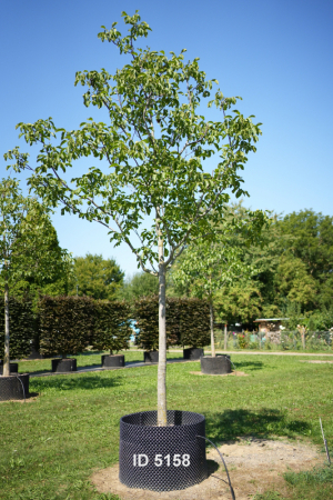 Christoph-Ulmer-Baumschulen-Weilheim-Teck-5158-Juglans-regia-Nussbaum-Hochstamm