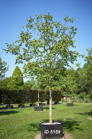 Christoph-Ulmer-Baumschulen-Weilheim-Teck-5159-Juglans-regia-Nussbaum-Hochstamm