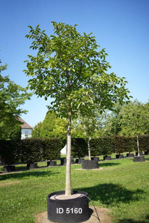 Christoph-Ulmer-Baumschulen-Weilheim-Teck-5160-Juglans-regia-Nussbaum-Hochstamm