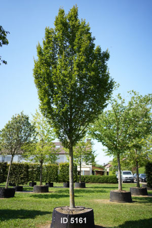 Christoph-Ulmer-Baumschulen-Weilheim-Teck-5161-Carpinus-betulus-Fastigiata-Hainbuche-Hochstamm