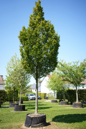 Christoph-Ulmer-Baumschulen-Weilheim-Teck-5162-Carpinus-betulus-Fastigiata-Hainbuche-Hochstamm