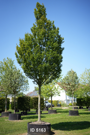 Christoph-Ulmer-Baumschulen-Weilheim-Teck-5163-Carpinus-betulus-Fastigiata-Hainbuche-Hochstamm