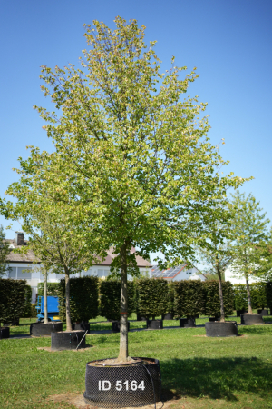 Christoph-Ulmer-Baumschulen-Weilheim-Teck-5164-Tilia-intermedia-Pallida-Kaiserlinde-Hochstamm