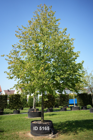 Christoph-Ulmer-Baumschulen-Weilheim-Teck-5165-Tilia-intermedia-Pallida-Kaiserlinde-Hochstamm
