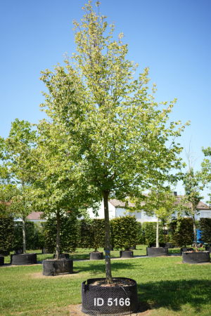 Christoph-Ulmer-Baumschulen-Weilheim-Teck-5166-Tilia-intermedia-Pallida-Kaiserlinde-Hochstamm