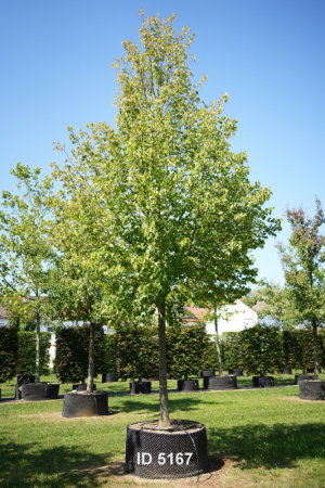 Christoph-Ulmer-Baumschulen-Weilheim-Teck-5167-Tilia-intermedia-Pallida-Kaiserlinde-Hochstamm