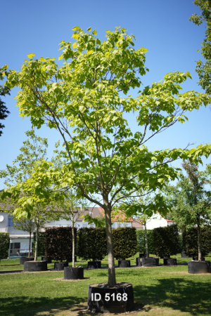 Christoph-Ulmer-Baumschulen-Weilheim-Teck-5168-Catalpa-bignonioides-Aurea-Trompetenbaum-Hochstamm