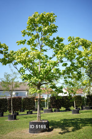 Christoph-Ulmer-Baumschulen-Weilheim-Teck-5169-Catalpa-bignonioides-Aurea-Trompetenbaum-Hochstamm