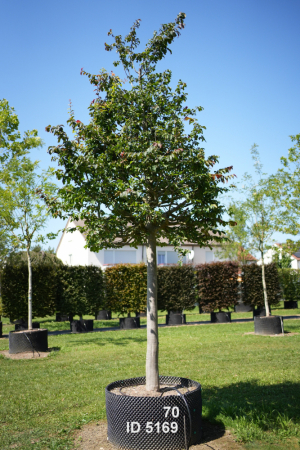 Christoph-Ulmer-Baumschulen-Weilheim-Teck-5169-Parrotia-persica-Eisenholzbaum-Hochstamm