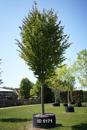 Christoph-Ulmer-Baumschulen-Weilheim-Teck-5171-Parrotia-persica-Eisenholzbaum-Hochstamm