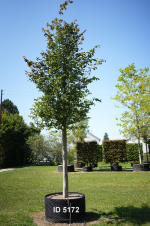 Christoph-Ulmer-Baumschulen-Weilheim-Teck-5172-Parrotia-persica-Eisenholzbaum-Hochstamm