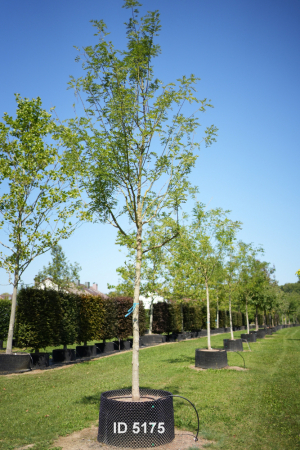 Christoph-Ulmer-Baumschulen-Weilheim-Teck-5175-Sophora-japonica-Regent-Schnurbaum-Hochstamm