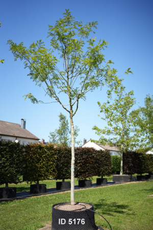 Christoph-Ulmer-Baumschulen-Weilheim-Teck-5176-Sophora-japonica-Regent-Schnurbaum-Hochstamm