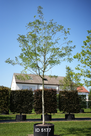 Christoph-Ulmer-Baumschulen-Weilheim-Teck-5177-Sophora-japonica-Regent-Schnurbaum-Hochstamm