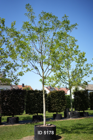 Christoph-Ulmer-Baumschulen-Weilheim-Teck-5178-Sophora-japonica-Regent-Schnurbaum-Hochstamm