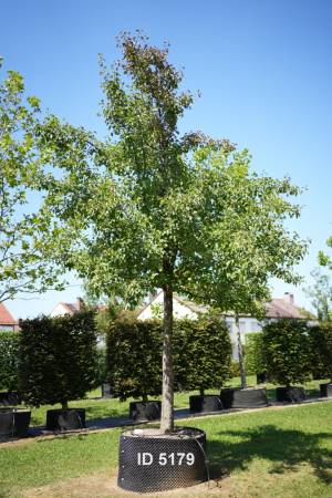 Christoph-Ulmer-Baumschulen-Weilheim-Teck-5179-Pyrus-com.-Gellerts-Butterbirne-Hochstamm