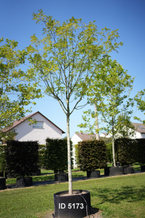 Christoph-Ulmer-Baumschulen-Weilheim-Teck-5179-Sophora-japonica-Regent-Schnurbaum-Hochstamm