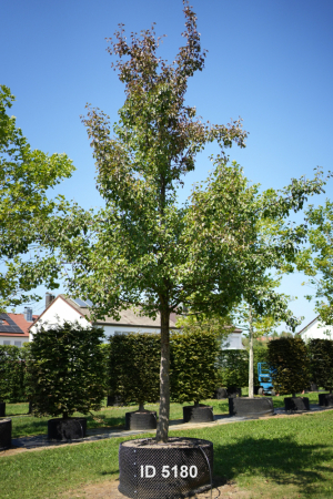 Christoph-Ulmer-Baumschulen-Weilheim-Teck-5180-Pyrus-com.-Gellerts-Butterbirne-Hochstamm