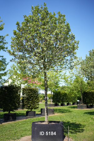 Christoph-Ulmer-Baumschulen-Weilheim-Teck-5184-Sorbus-aria-Mehlbeere-Hochstamm