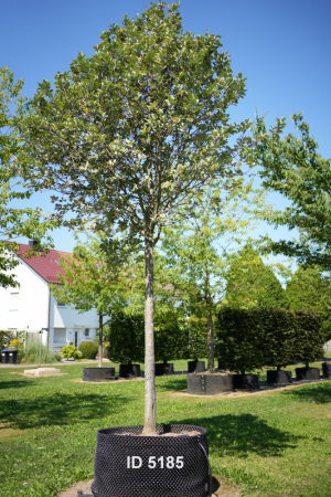 Christoph-Ulmer-Baumschulen-Weilheim-Teck-5185-Sorbus-aria-Mehlbeere-Hochstamm