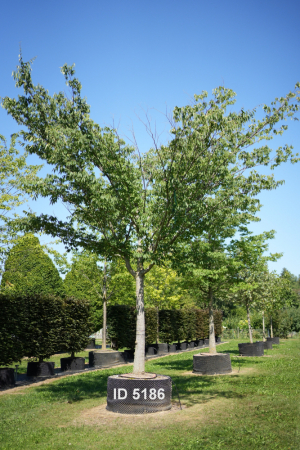 Christoph-Ulmer-Baumschulen-Weilheim-Teck-5186-Zelkova-serrata-Zelkove-Hochstamm