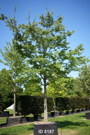 Christoph-Ulmer-Baumschulen-Weilheim-Teck-5187-Zelkova-serrata-Zelkove-Hochstamm