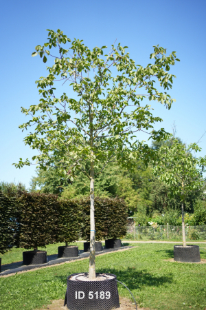 Christoph-Ulmer-Baumschulen-Weilheim-Teck-5189-Juglans-regia-Walnuss-Airpot