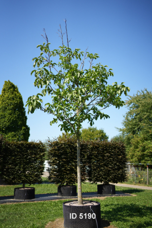 Christoph-Ulmer-Baumschulen-Weilheim-Teck-5190-Juglans-regia-Walnuss-Hochstamm