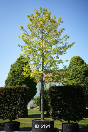 Christoph-Ulmer-Baumschulen-Weilheim-Teck-5191-Prunus-avium-Plena-Vogelkirsche