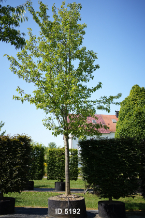 Christoph-Ulmer-Baumschulen-Weilheim-Teck-5192-Prunus-avium-Plena-Vogelkirsche